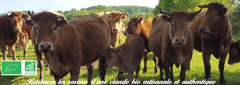 vaches limousines bio Normandie.