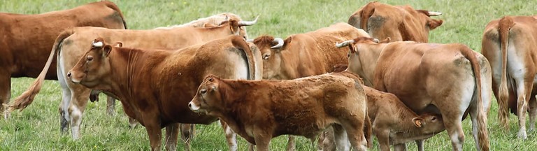 bonne viande rouge de boeuf d'herbe