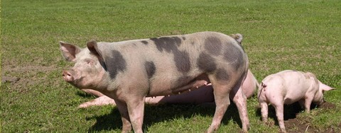 porc fermier bio élevé en plein air