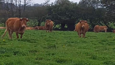 Nos limousines nourries a l'herbe bio