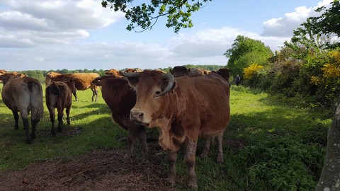 viande de boeuf maturée